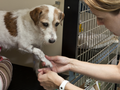 Con 32 euro ci aiuti ad acquistare i farmaci salva vita per gli animali affetti da gravi patologie